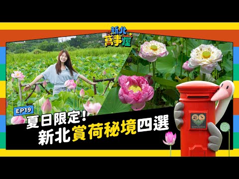 夏日限定！新北賞荷秘境四選！|【新北萬事屋】EP19