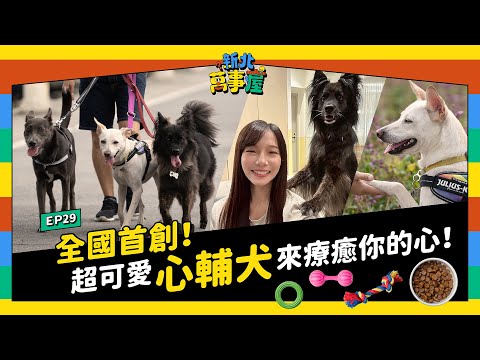 全國首創！超可愛心輔犬來療癒你的心！|【新北萬事屋】EP29