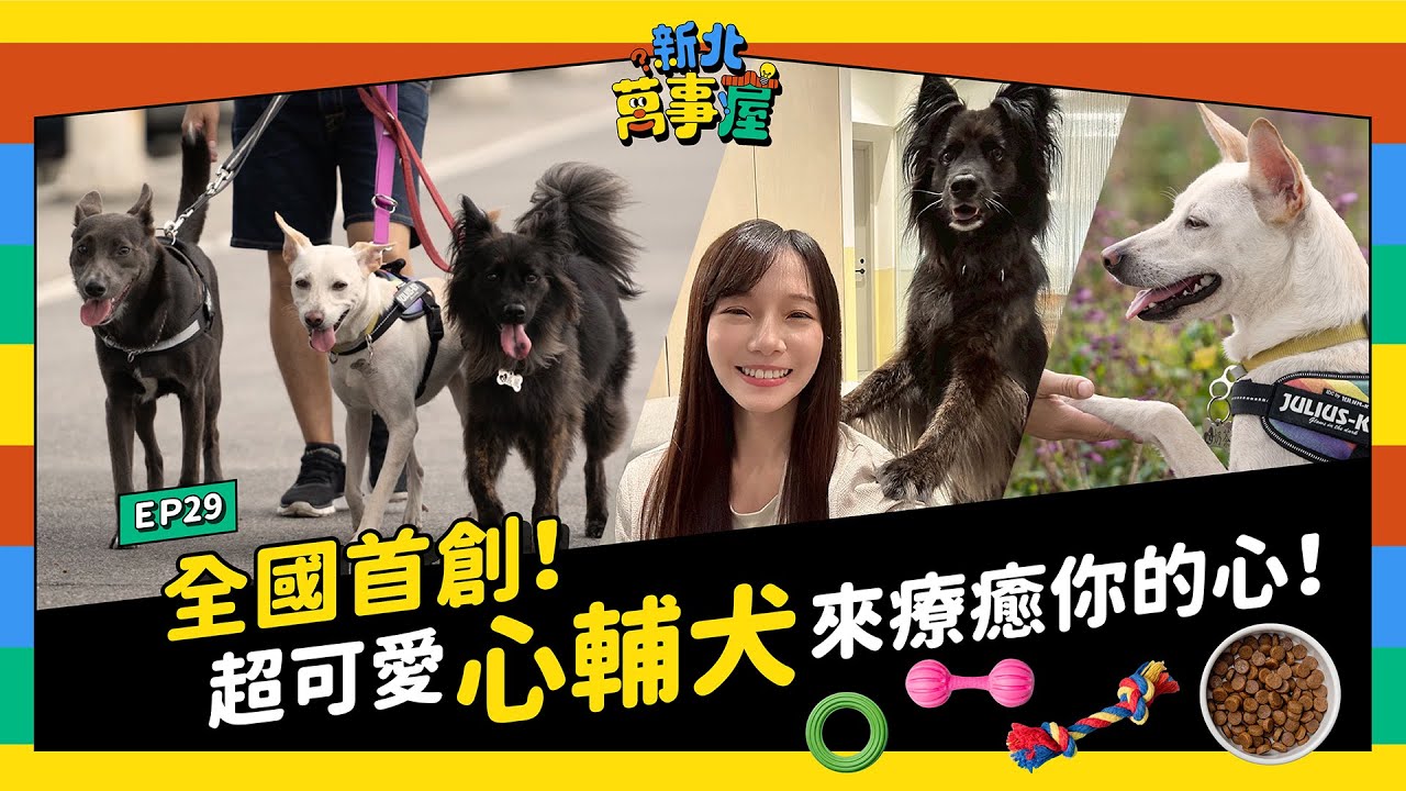 全國首創！超可愛心輔犬來療癒你的心！|【新北萬事屋】EP29