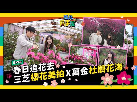 春日追花去！三芝櫻花美拍 × 萬金杜鵑花海|【新北萬事屋】EP43