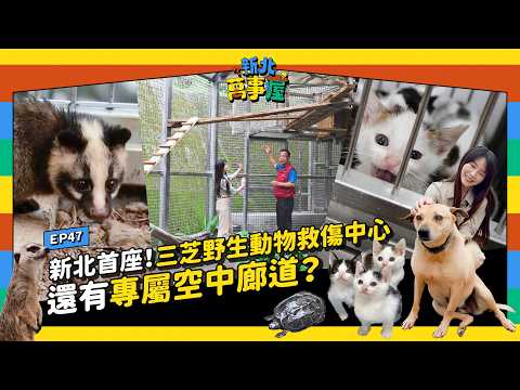 新北首座！三芝野生動物救傷中心開箱！還有專屬空中廊道？ |【新北萬事屋】EP47